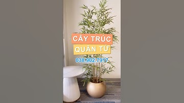 Cây trúc quân tử đẹp, rất được ưa chuộng để trang trí sân vườn, văn phòng | Chợ Hoa Kiểng