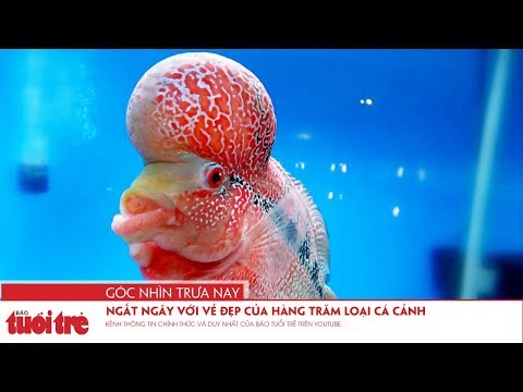 Video Góc nhìn trưa nay | Ngất ngây với vẻ đẹp của hàng trăm... - youtube