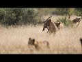 ELEPHANTS vs LIONS vs CHEETAHS