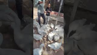 Sundarvan explored #sundarvan #brids #love #joyful #mastitime