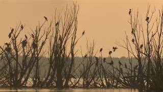 RIGOR MORTISS   'CORMORANT ISLAND'