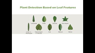 A Novel Method for Plant Detection Based on Leaf Features using MATLAB