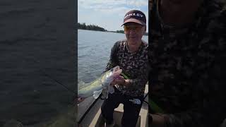 Zander angeln in Schweden mit FPS Gummifisch - Fishingprofi