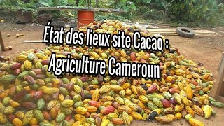 État des lieux site Cacao : Agriculture Cameroun