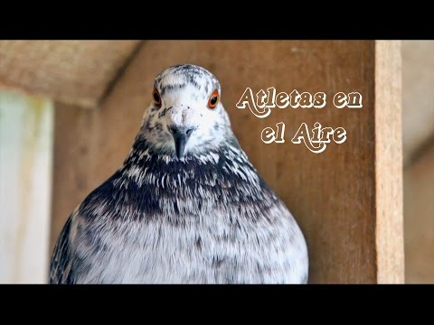 Video: Exhibición de palomas en Moscú (2015)