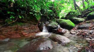 Crystal Clean Water at Sumatra's Rainforest - Birds Chirping - Nature Sounds Forest Sounds - ASMR