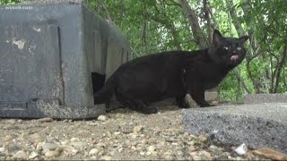 Feral cat colony crisis pits environmentalists against humane groups