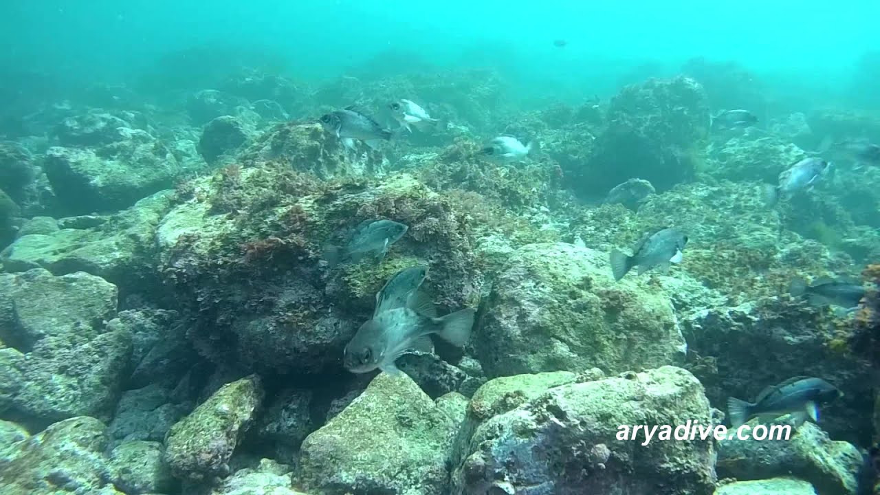 (쏨)볼락1(Sebastes inermis 먹볼락) Darkbanded rockfish YouTube