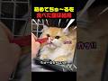 生まれて初めてちゅ～るを食べた猫の反応ｗ #猫 #子猫 #ちゅ～る #猫動画 #可愛い猫
