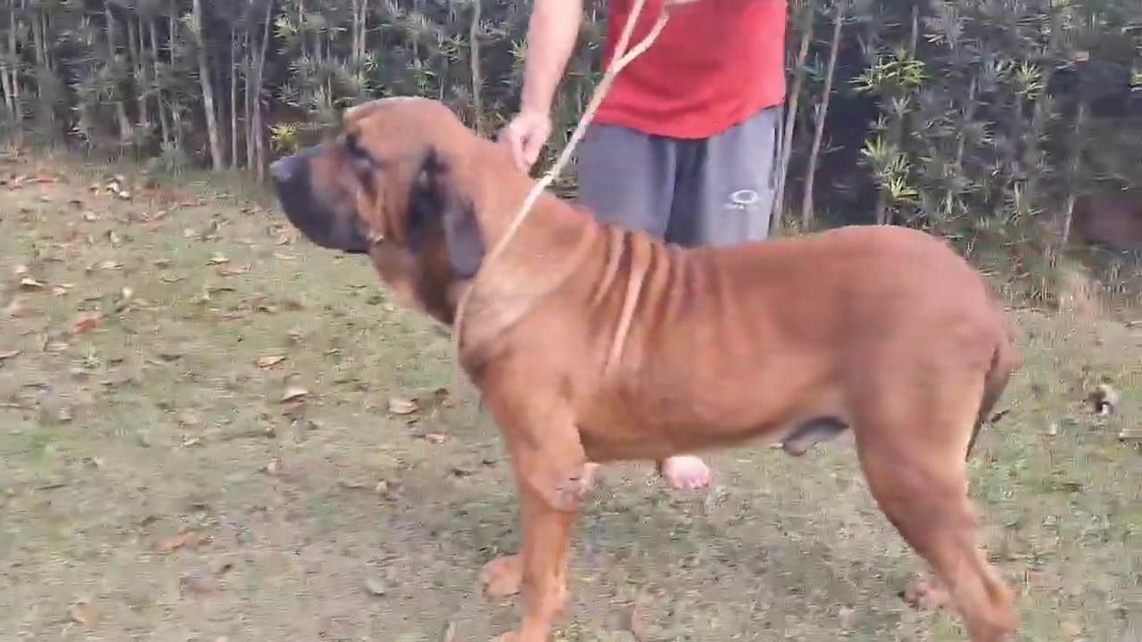 Fila Brasileiro - BARUK TF SENA SENE 