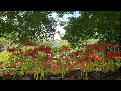 사랑이여 테너 박인수