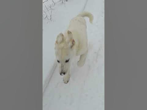 А ВОВКОДАВ ТО ВПЕРТИЙ)@@@@@@@ - YouTube