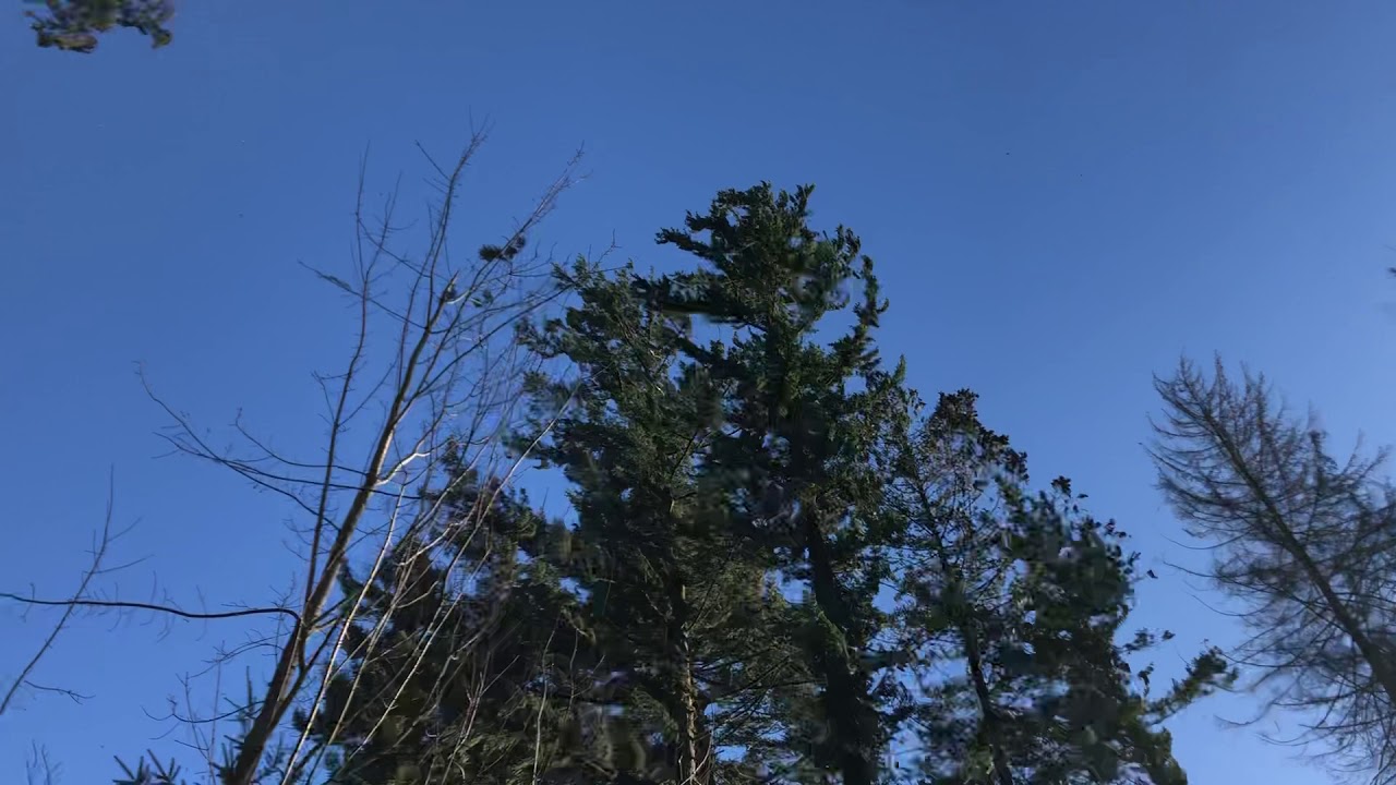 Trees falling down at UBC during the 45+ kts wind storm of December 20
