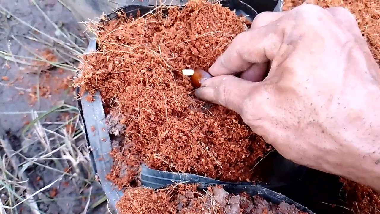 chia sẻ cách ươm hạt salak Indo nảy mầm 100/100.