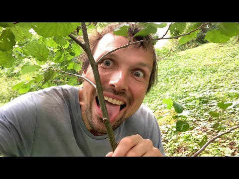 How to stop licking the trees ￼