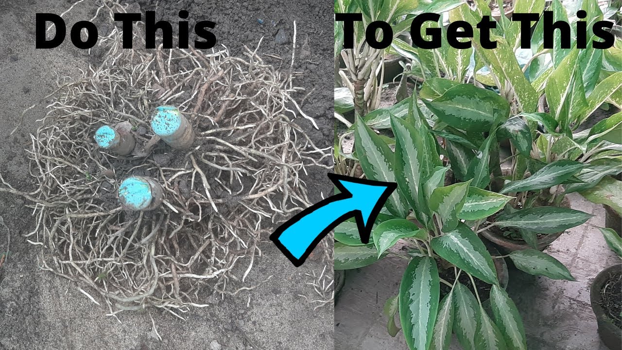 How to Make Aglaonema Bushy(Hindi) | Aglaonema ko Ghana kaise karein