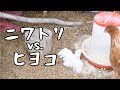 【鶏】ニワトリにヒヨコを会わせてみたら…｜長崎田舎暮らし#004
