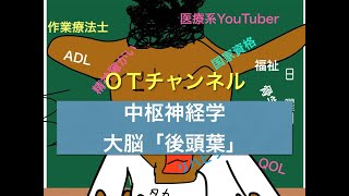 中枢神経学（大脳・後頭葉）　5時間目「作業療法士（OT）の為の国家試験対策」