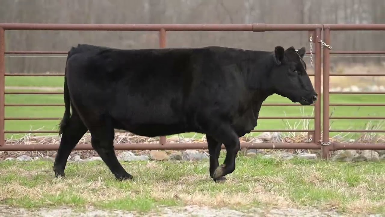 Walnut Springs Farms: 29L