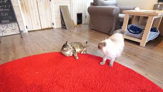 Cats are fighting . Tom , american curl and Amedio , ragdoll by TOKYO CATS 328 views 1 year ago 1 minute, 37 seconds