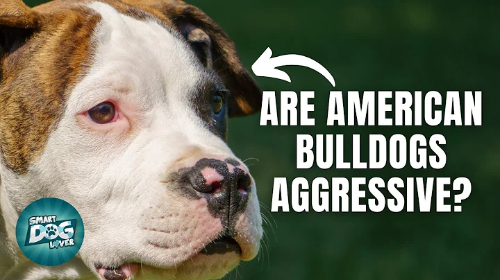 12 Things Only American Bulldog Owners Understand
