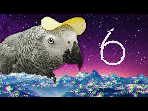 10-min-of-birb-memes-|-cute-videos-#6-(new)