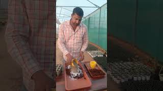 how to grow jade plant। jade plant कैसे कटिंग से लगाए।