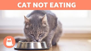 Why Does My CAT EAT VERY LITTLE?  (5 Reasons)