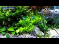 Nature Aquacape Using HPL Lighting and CO2