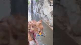 🙏ОГРОМНАЯ БЛАГОДАРНОСТЬ ВСЕМ КТО СПАСАЕТ ЭТИХ БЕДНЫХ ЖИВОТНЫХ!