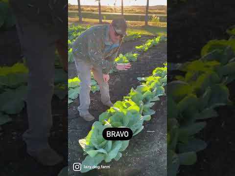 Vidéo: Danish Ballhead Cabbage Care – Planter des graines de chou ballhead danois