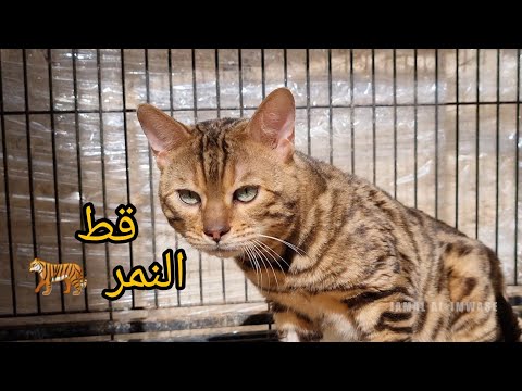 فيديو: منزل القط البنغال سلالة هيبوالرجينيك ، الصحة والحياة