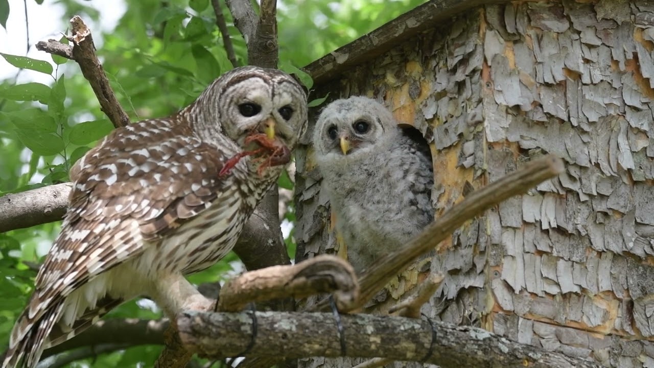 2025-04-27 One owlet out looking around. Crayfish arrives at about 1 minute into this video