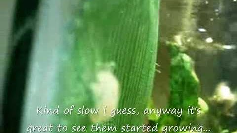 Step By Step DIY Java Moss Wall Update (20 days later)