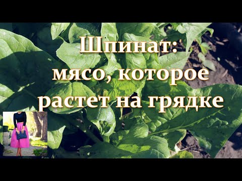 Шпинат: мясо, которое растет на грядке. Запасы на зиму. Когда сеять шпинат. Польза шпината и вред