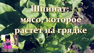 Шпинат: мясо, которое растет на грядке. Запасы на зиму. Когда сеять шпинат. Польза шпината и вред