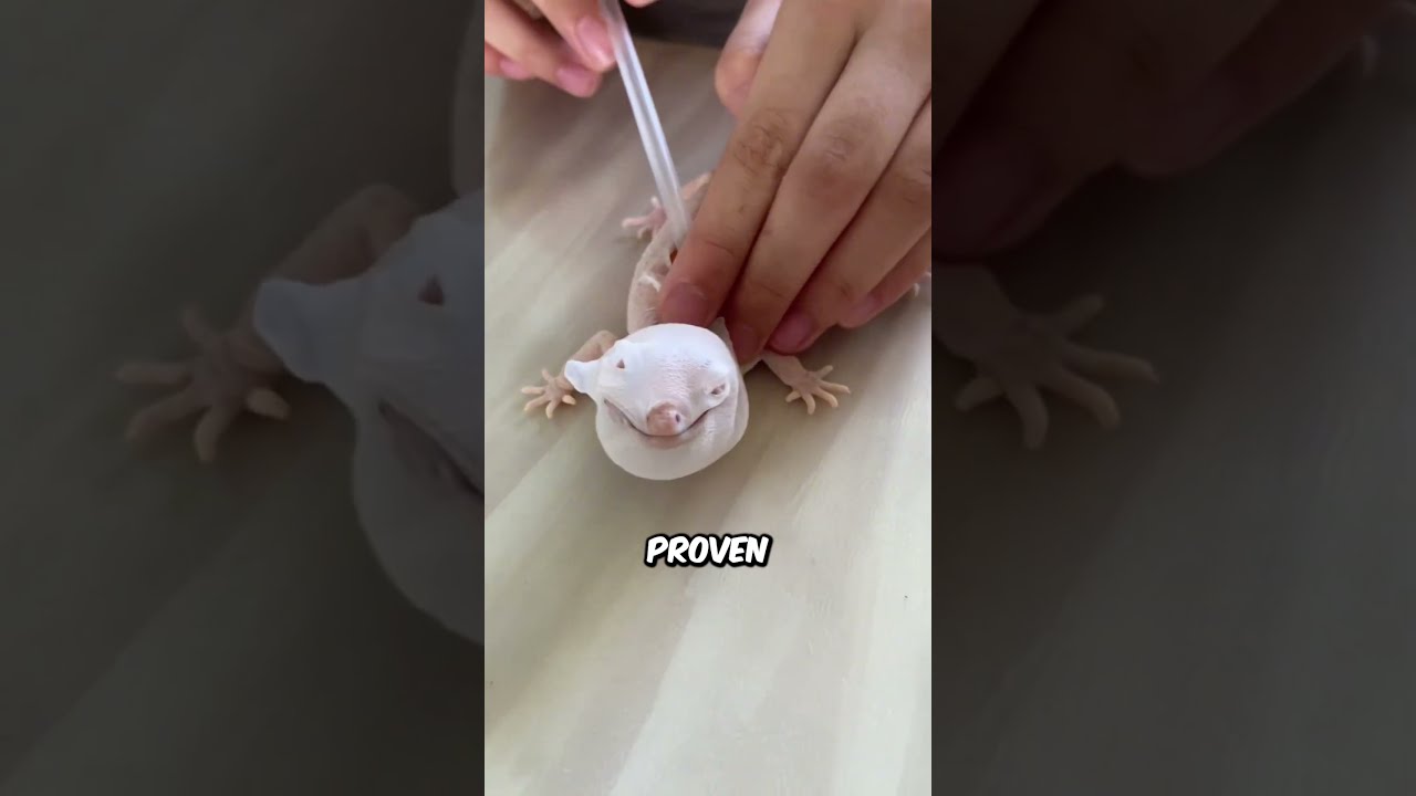 The Smartest Way To Help A Lizard Shed Its Skin