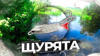 Щурята доставляют радость | Рыбалка на хищника в весенний период #щука #рыбалка