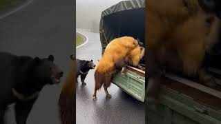Saving a Takin Calf from a Sun Bear attack! 🐻🆘🐐