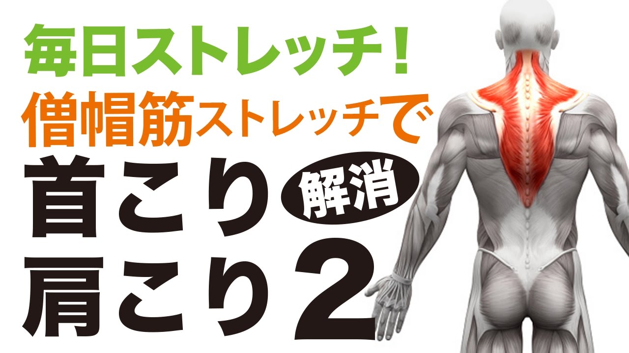 原因は筋肉 僧帽筋とは 肩こりビギナーが知るべき対処法と予防法