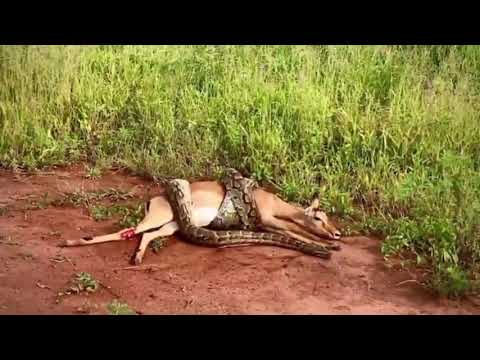 Python is trying to swallow deer!