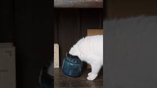 Funny siberian cat  #shorts #viral #trending #funny #animals #cat