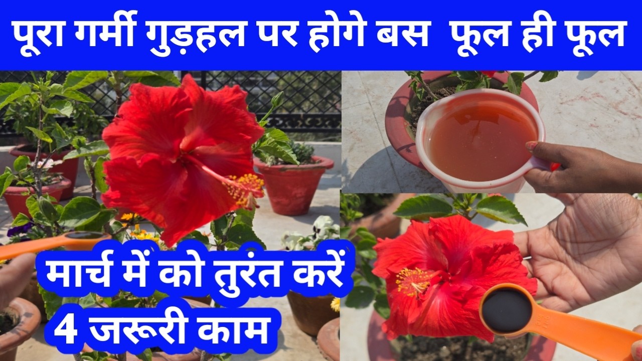 पूरा गर्मी गुड़हल पर चाहिए अगर फूल ही फूल तो मार्च में को तुरंत करेंगे 4 जरूरी काम #hibiscus