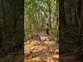 open deer 🦌 chathing jungle VFX funny 😱 my Village #shorts #animals #wildlife #viral #tiger