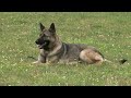 Shaping The Down From A Long Distance Creates Reliability! Kraftwork K9 Pro German Shepherd