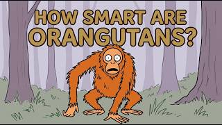 How Smart Are Orangutans Really?