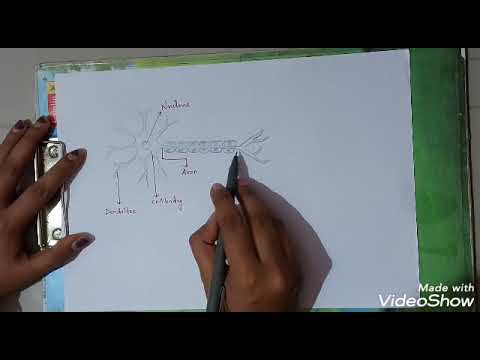 Nerve Cell - YouTube