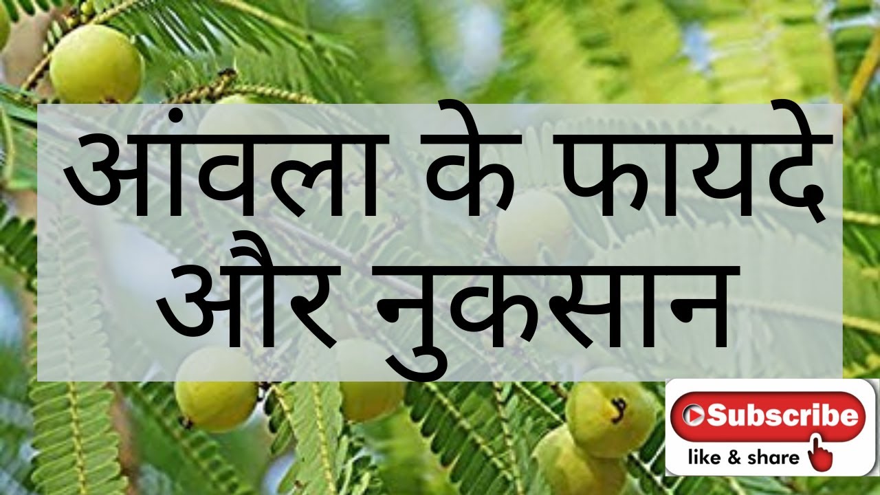 आंवला के फायदे और नुकसान / Amla Benefits and Side Effects in Hindi YouTube
