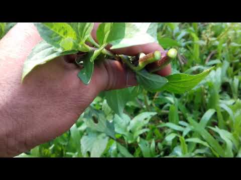Video Bài thuốc dân gian trừ phong thấp chữa đau lưng - hiếu... - youtube