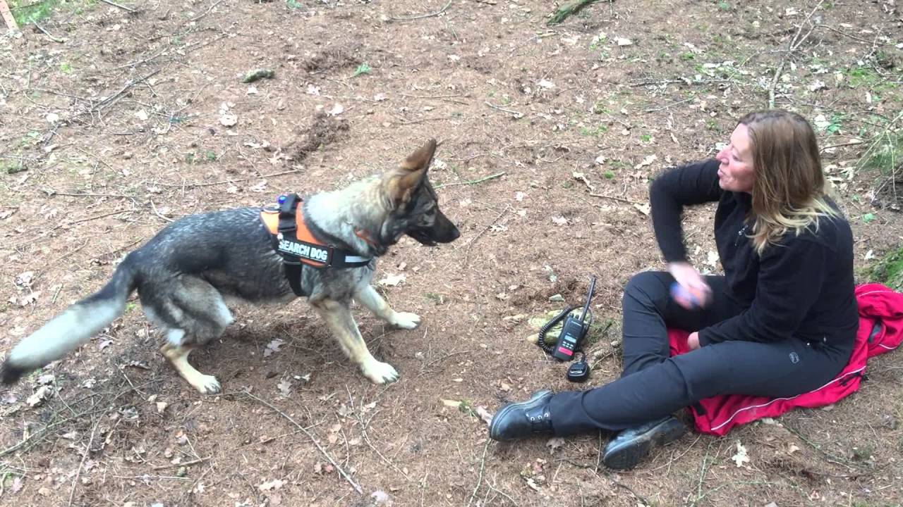 Search Dog training YouTube